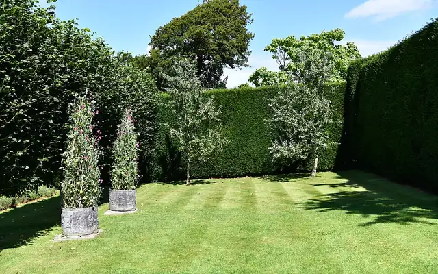 Rectangular striped lawn enclosed by tall hedges