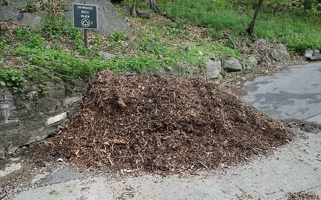 Pile of wood chip mulch beside a park path
