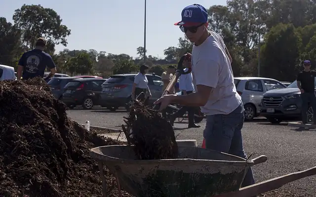 Volunteer loading mulch into a wheelbarrow