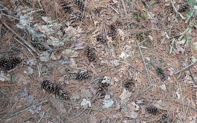 Pine straw and pine cones covering the ground