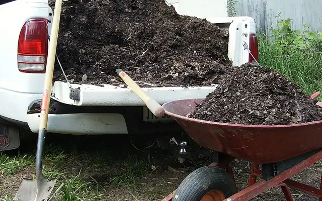Pickup truck bed and wheelbarrow loaded with topsoil